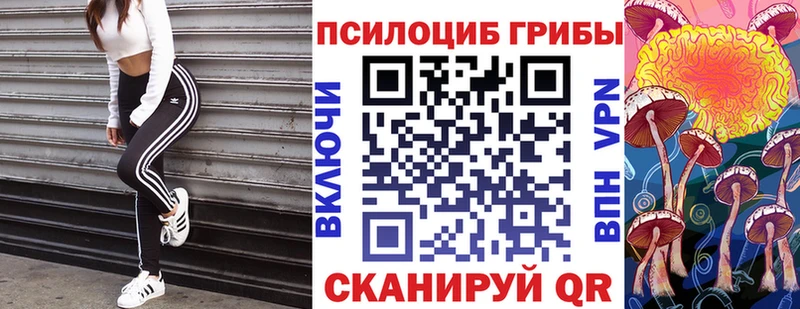 купить  цена  Камызяк  Галлюциногенные грибы Psilocybe 